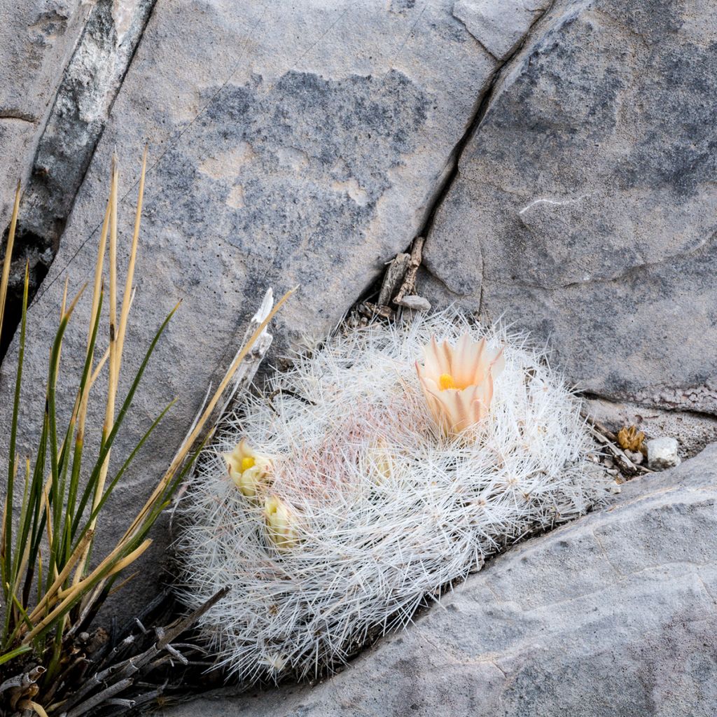 Mammillaria candida - Tepelcactus