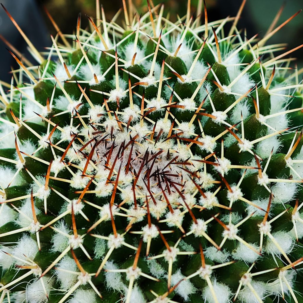 Mammillaria nejapensis Silver Arrows - Tepelcactus
