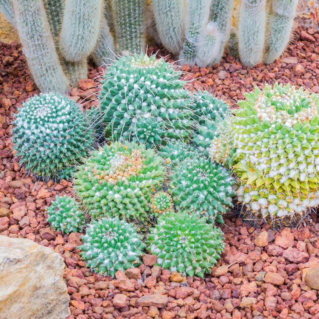 Mammillaria nejapensis Silver Arrows - Tepelcactus
