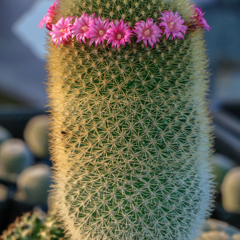Mammillaria pilcayensis - Tepelcactus