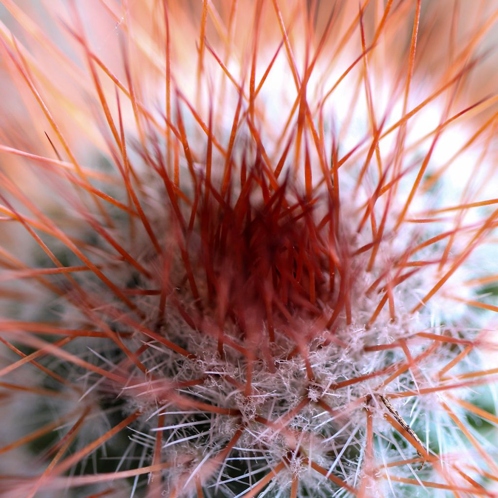 Mammillaria spinosissima f. rubrispina - Tepelcactus
