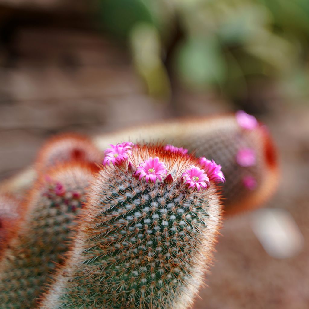 Mammillaria spinosissima f. rubrispina - Tepelcactus