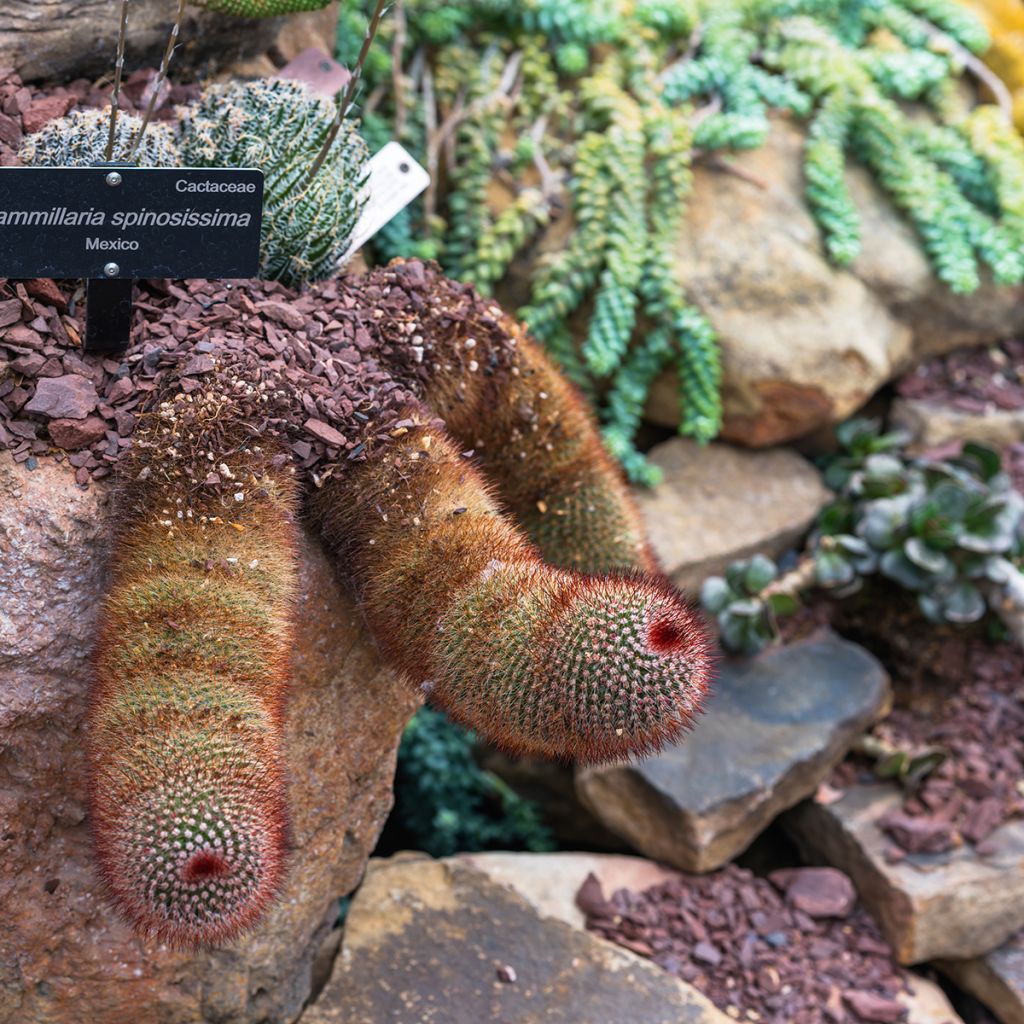Mammillaria spinosissima f. rubrispina - Tepelcactus