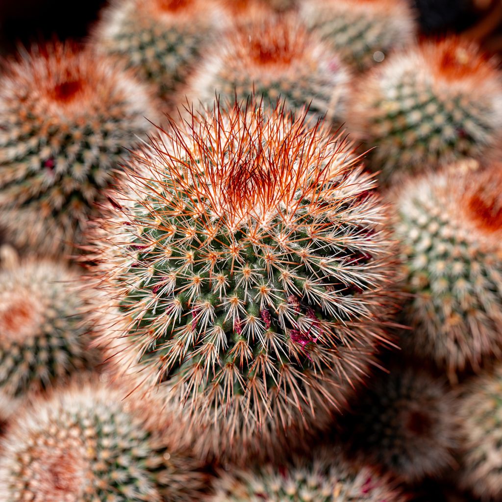 Mammillaria spinosissima f. rubrispina - Tepelcactus