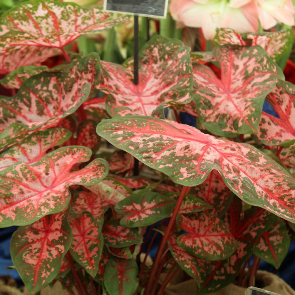 Caladium Carolyn Whorton - Hart van Jezus