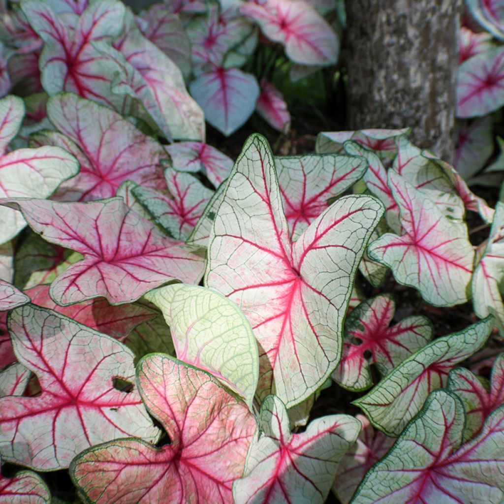 Caladium Fantasy - Hart van Jezus