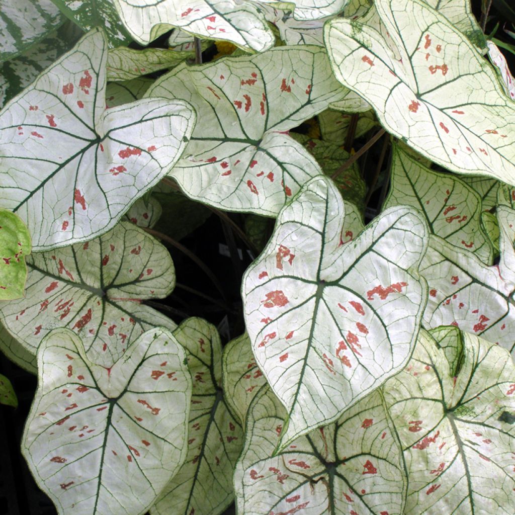 Caladium Strawberry Star - Hart van Jezus
