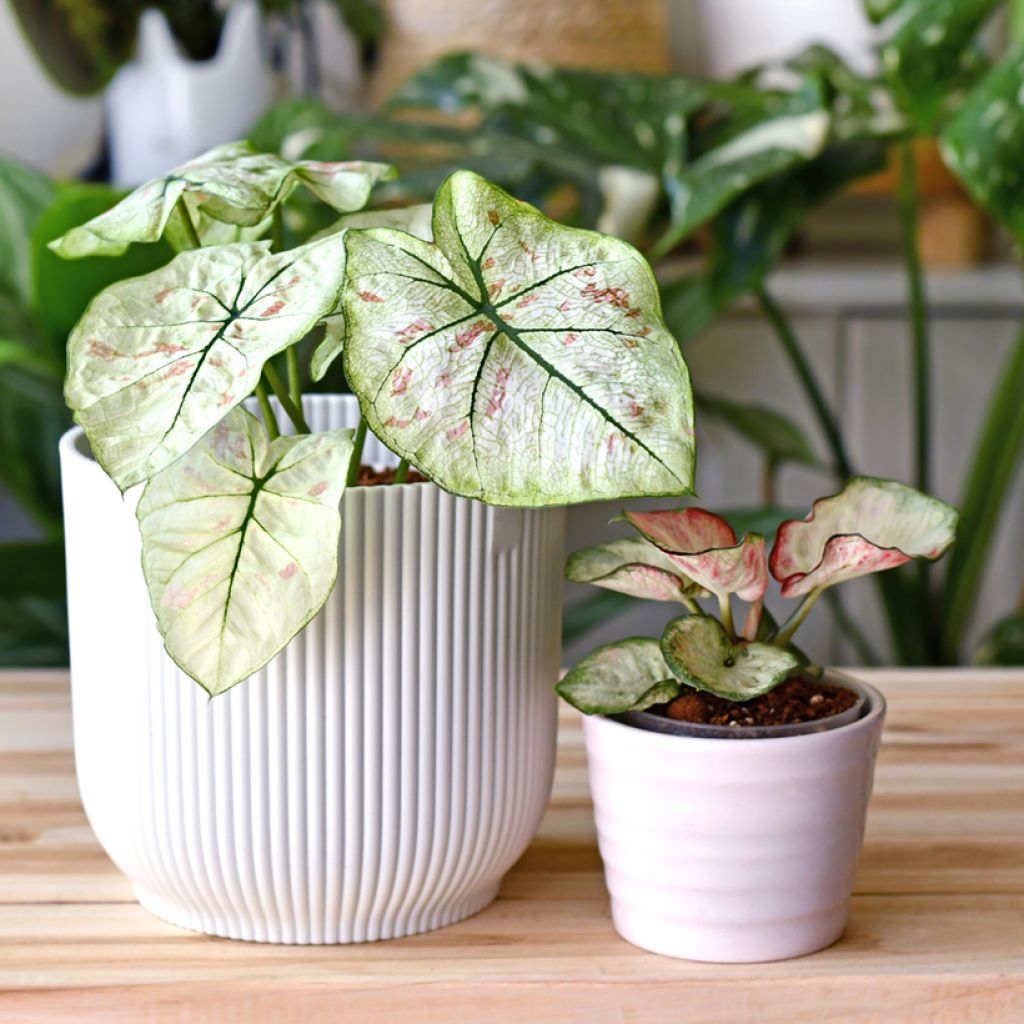 Caladium Strawberry Star - Hart van Jezus