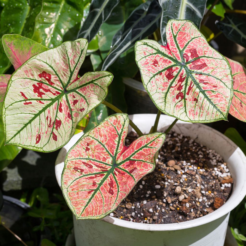 Caladium Strawberry Star - Hart van Jezus