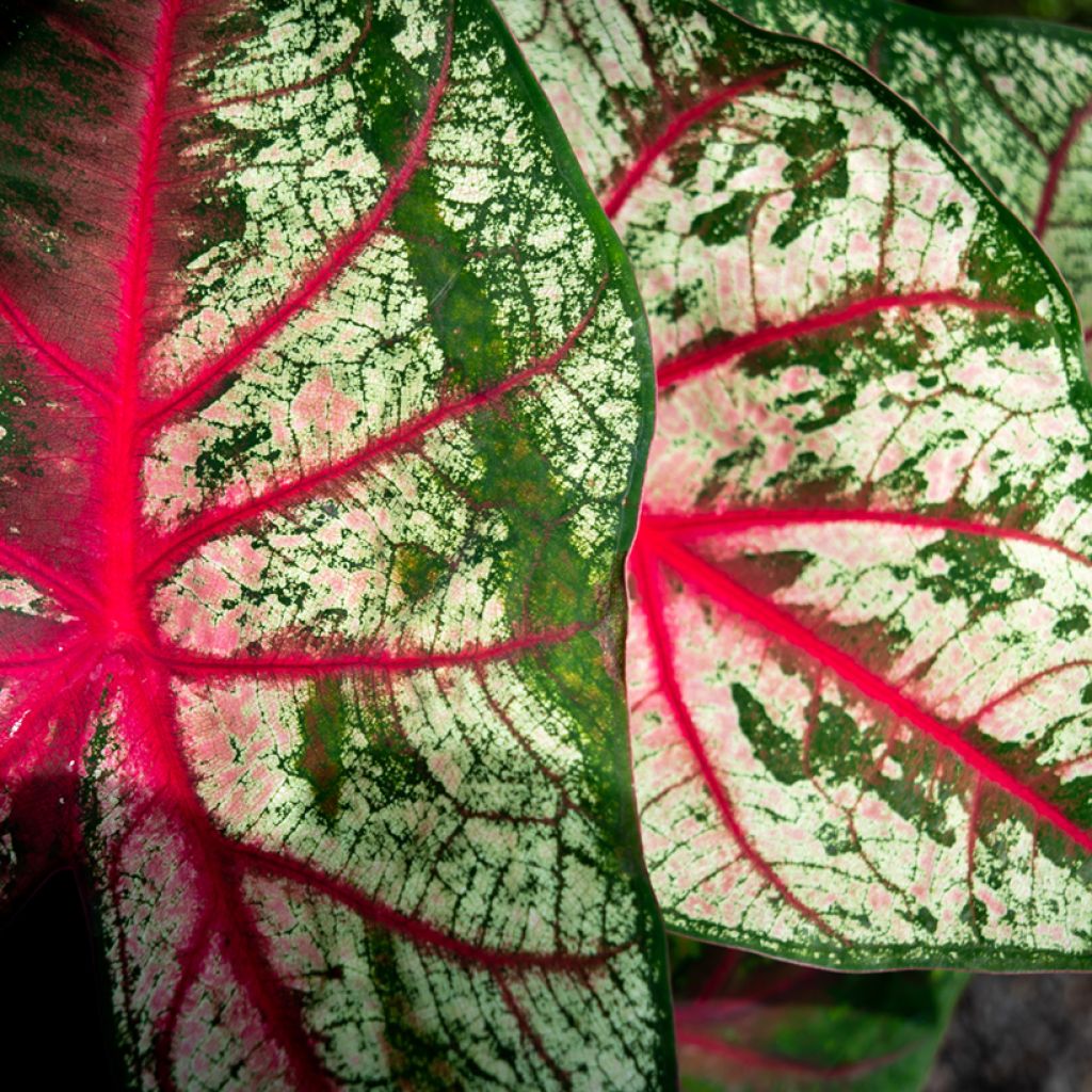 Caladium Tapestry - Hart van Jezus