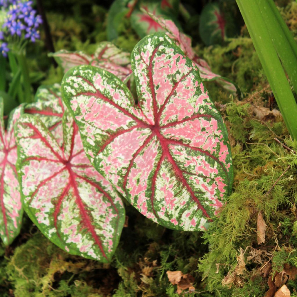 Caladium Tapestry - Hart van Jezus