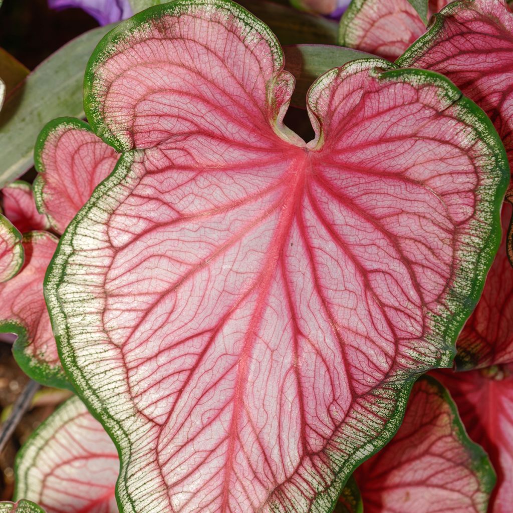 Caladium Lucia - Hart van Jezus