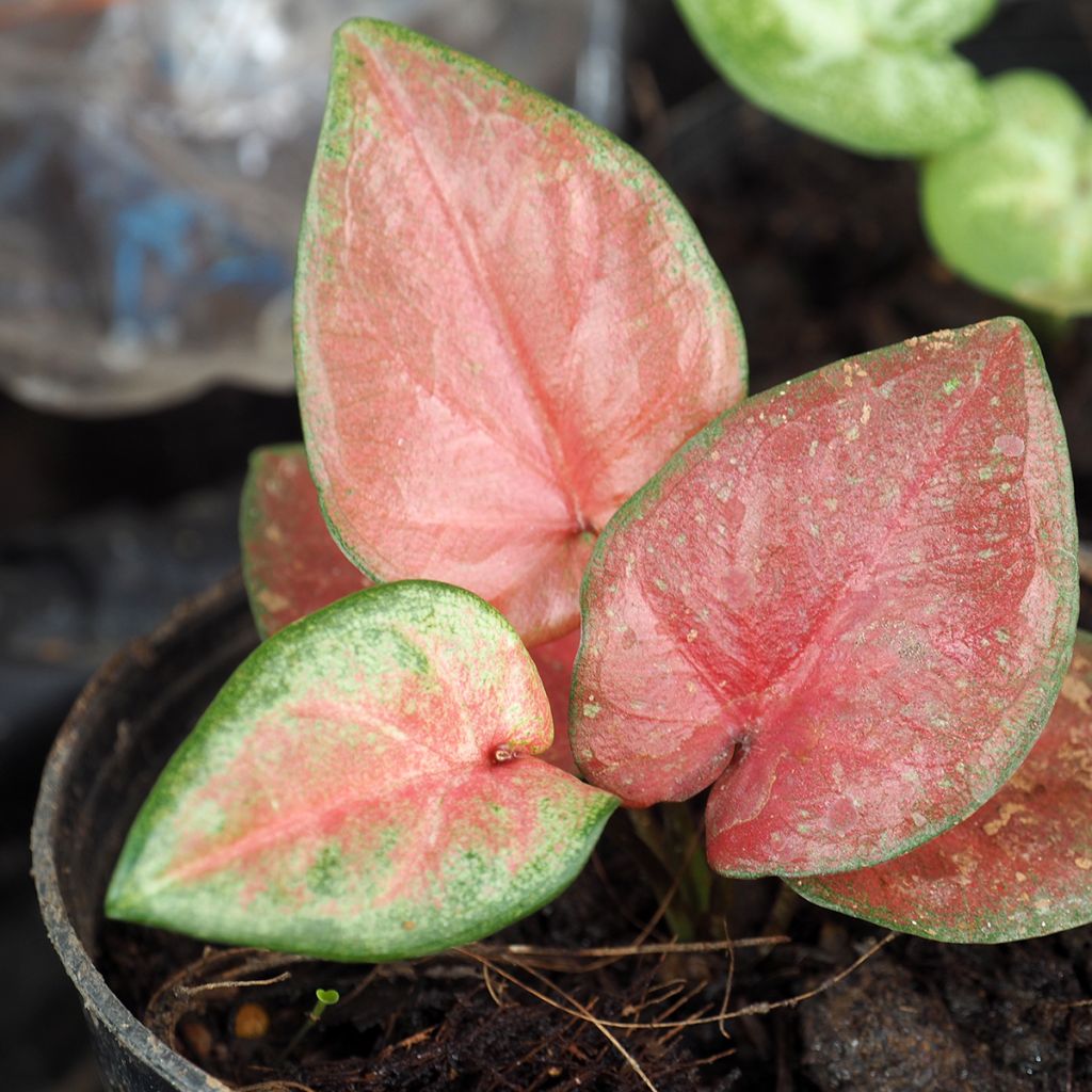 Caladium Maculatum - Hart van Jezus