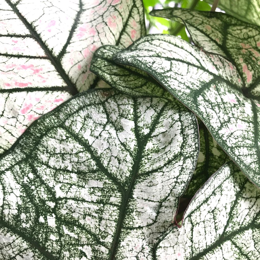 Caladium Pliage - Hart van Jezus