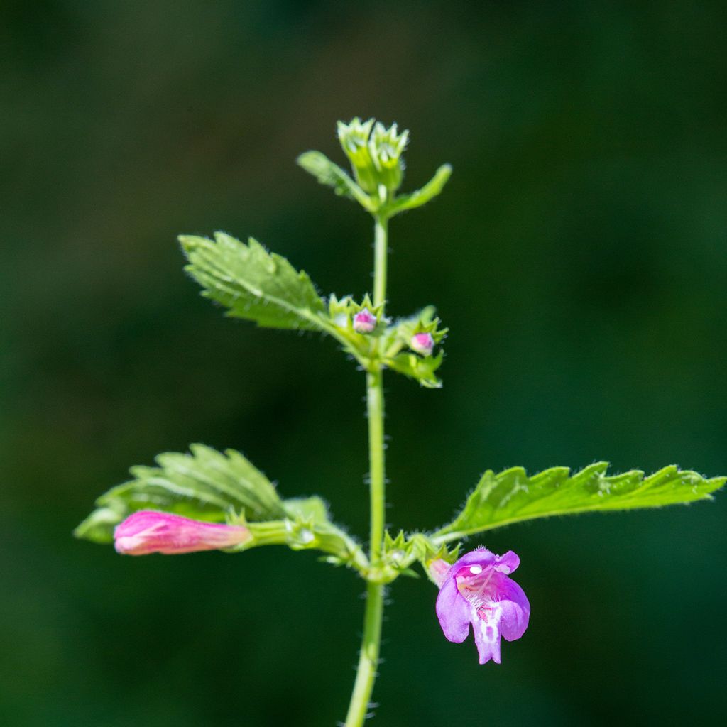 Calamintha grandiflora - Grote steentijm