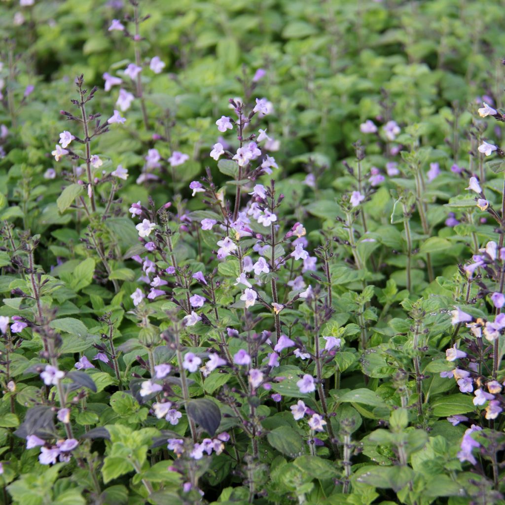 Calamintha nepeta Marvelette Blue - Bergsteentijm