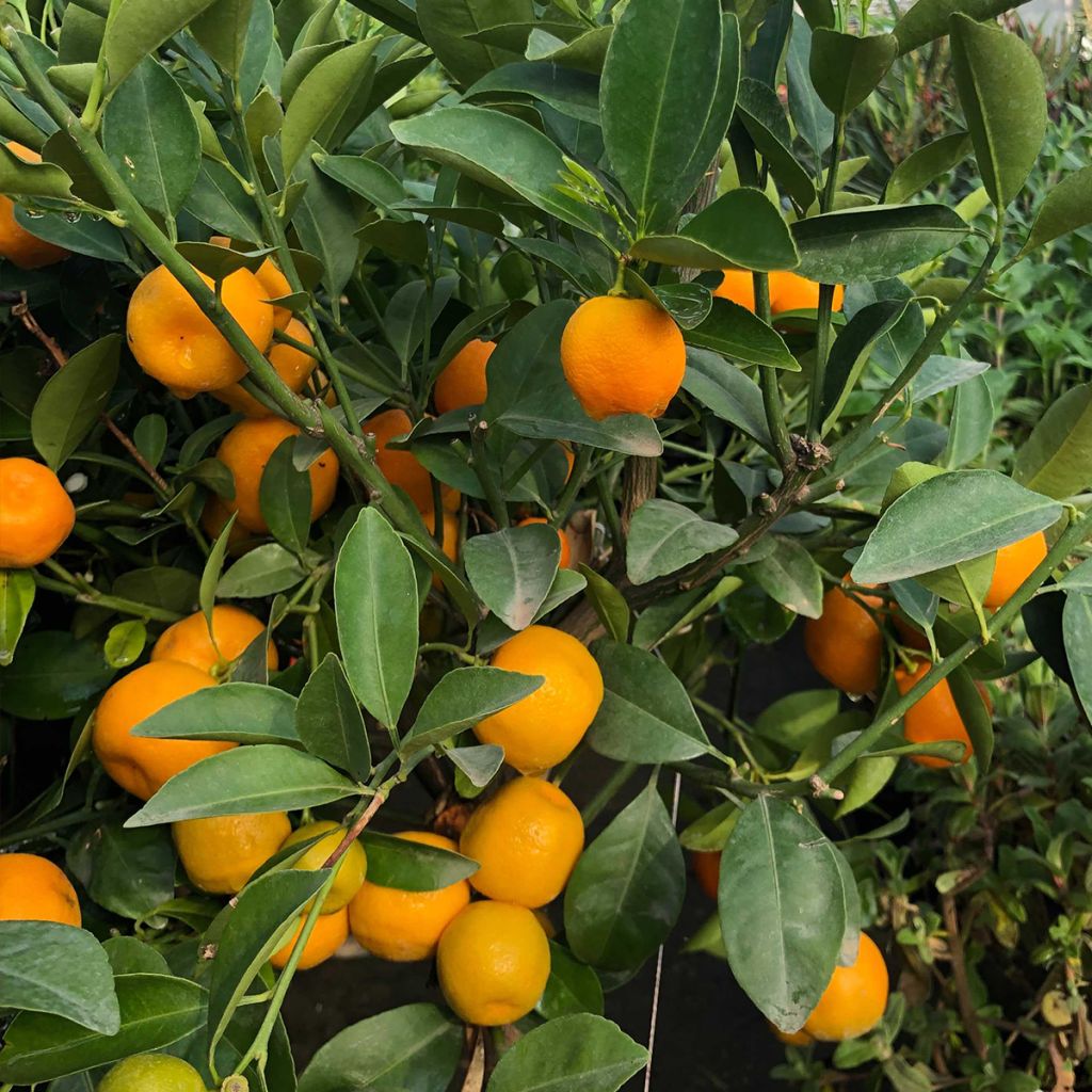 Citrus Calamondin