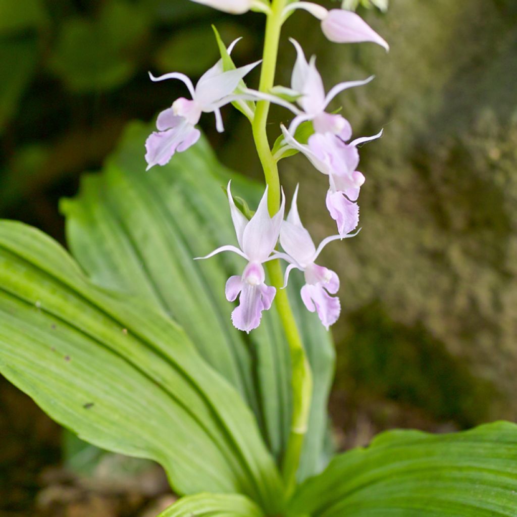 Calanthe reflexa - Tuinorchidee