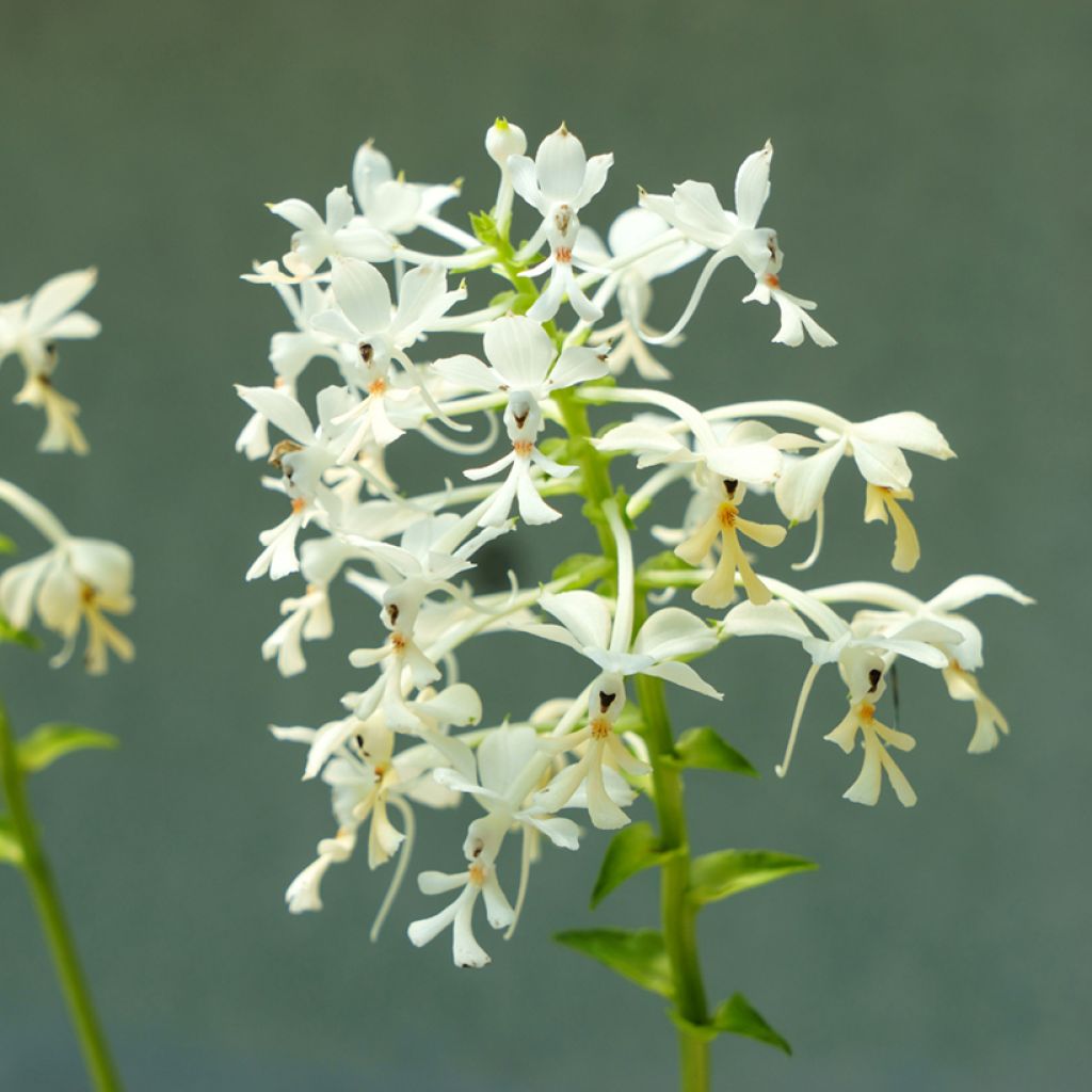 Calanthe triplicata - Tuinorchidee