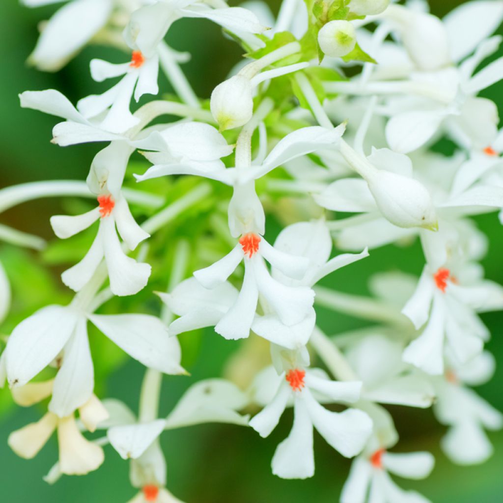 Calanthe triplicata - Tuinorchidee