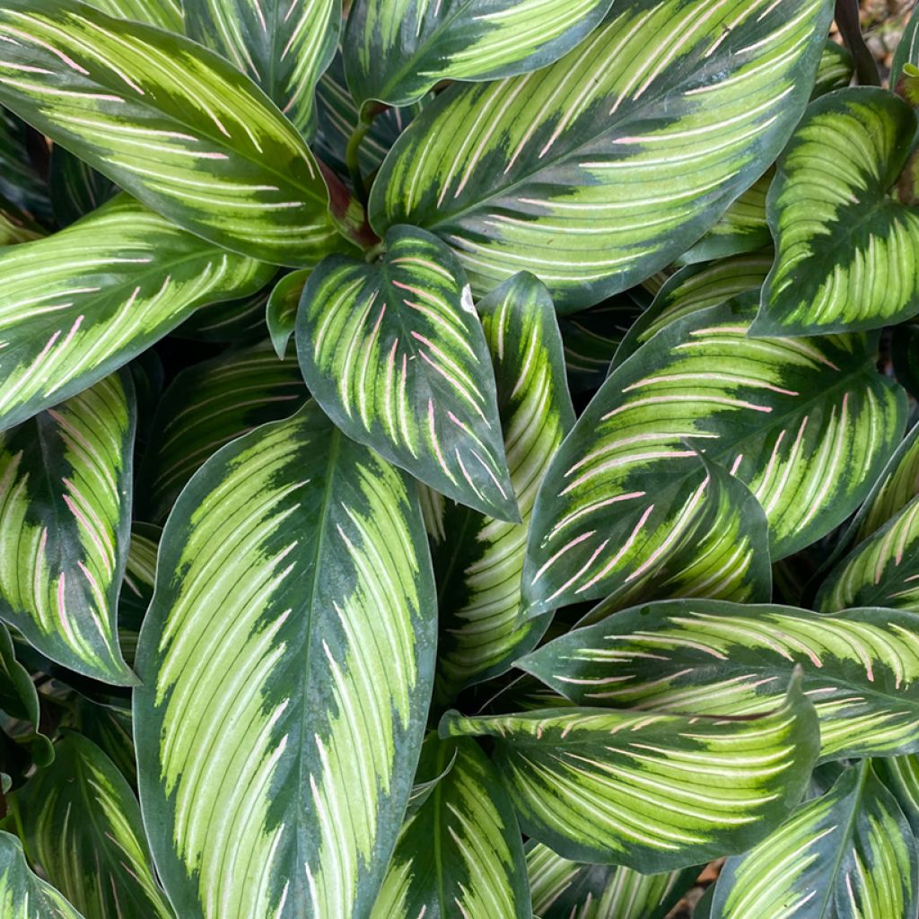 Calathea Beauty Star - Pauwenplant