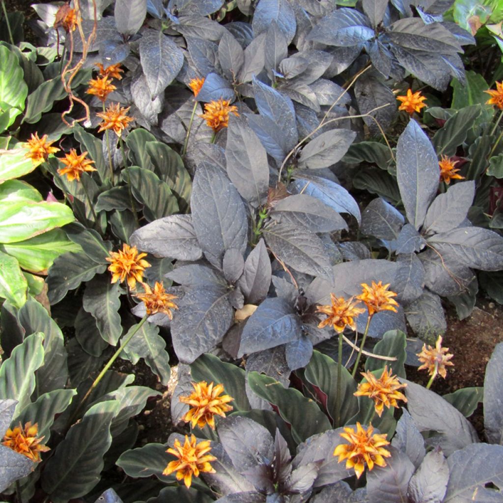 Calathea crocata - Eeuwige vlam