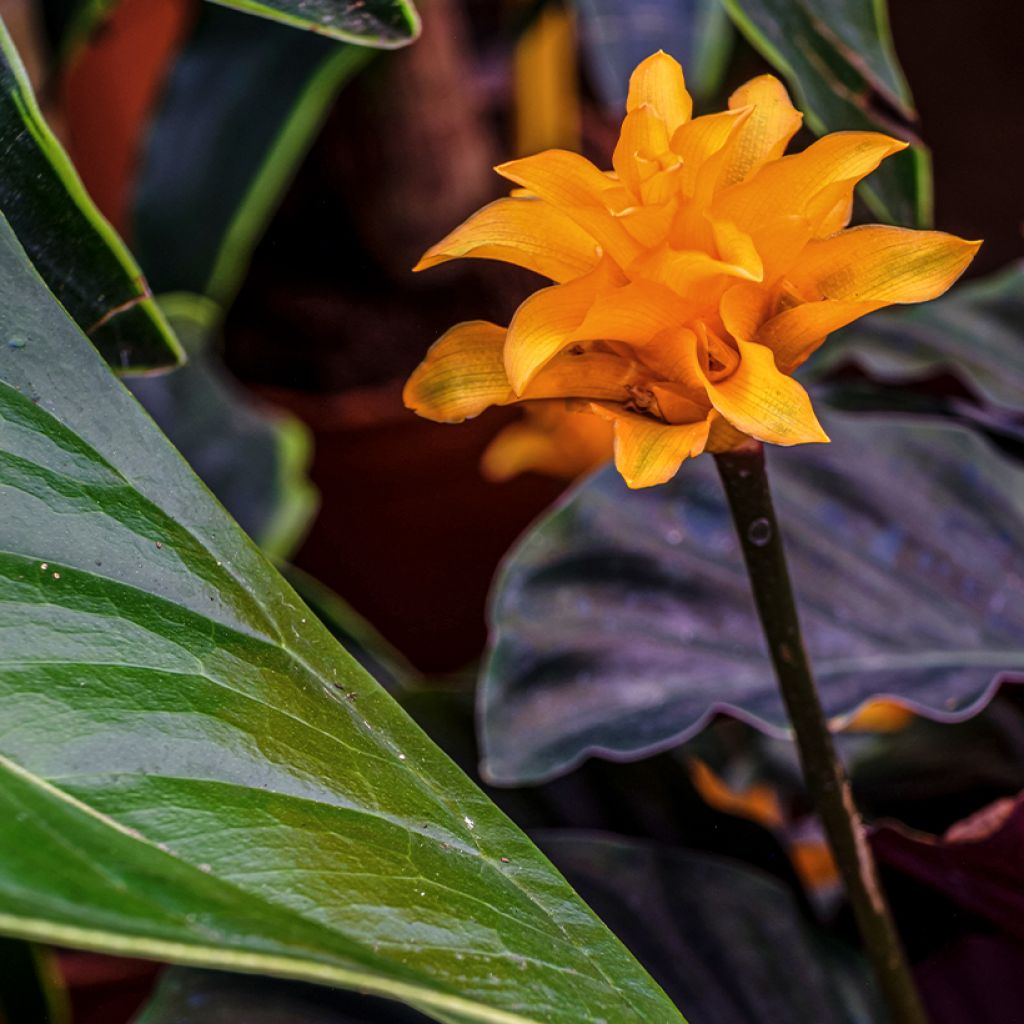 Calathea crocata - Eeuwige vlam