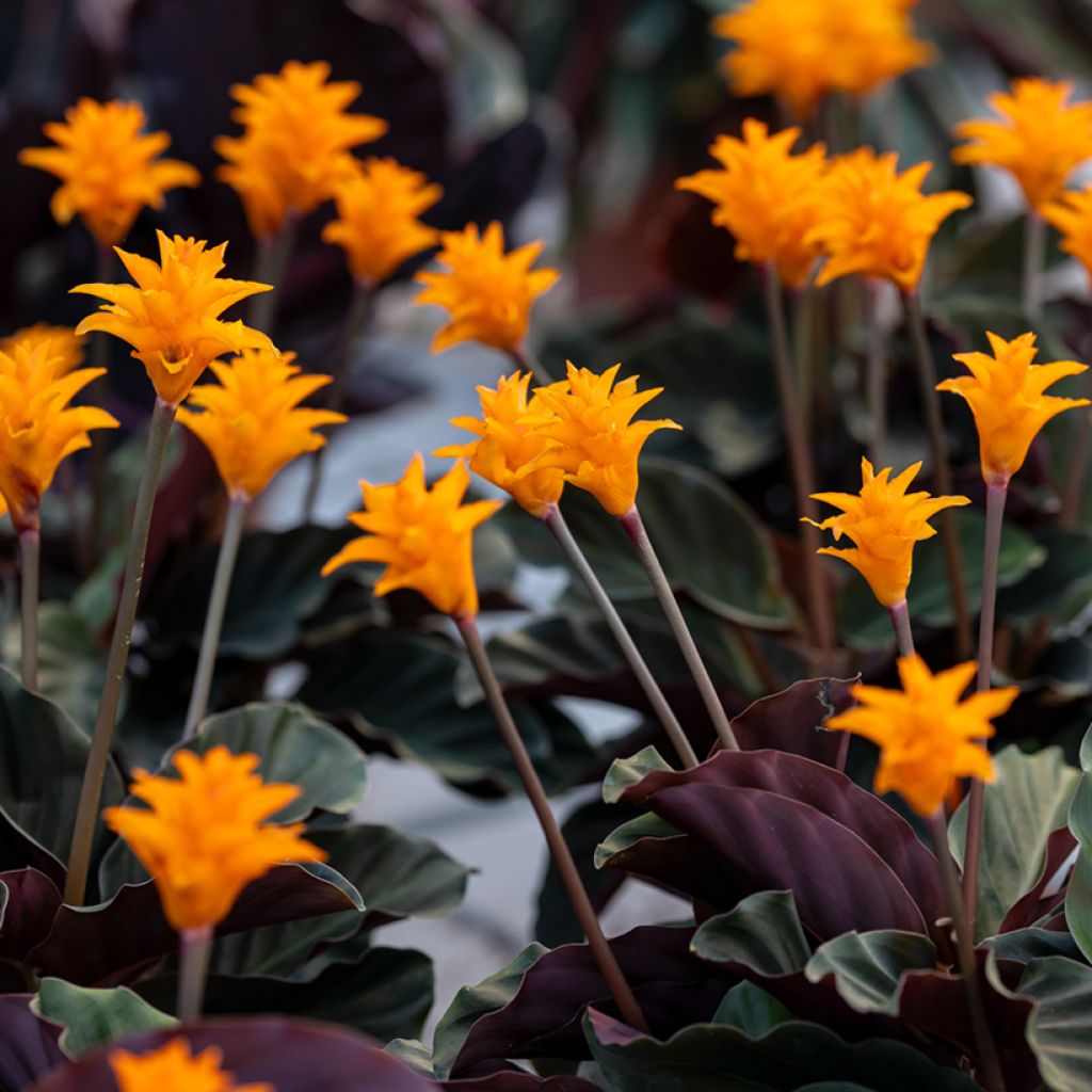 Calathea crocata - Eeuwige vlam