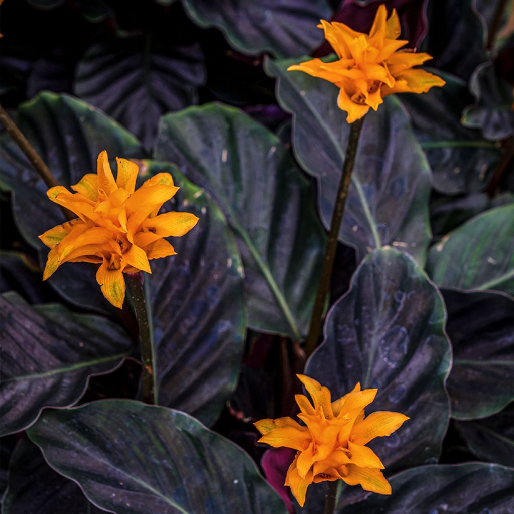 Calathea crocata - Eeuwige vlam