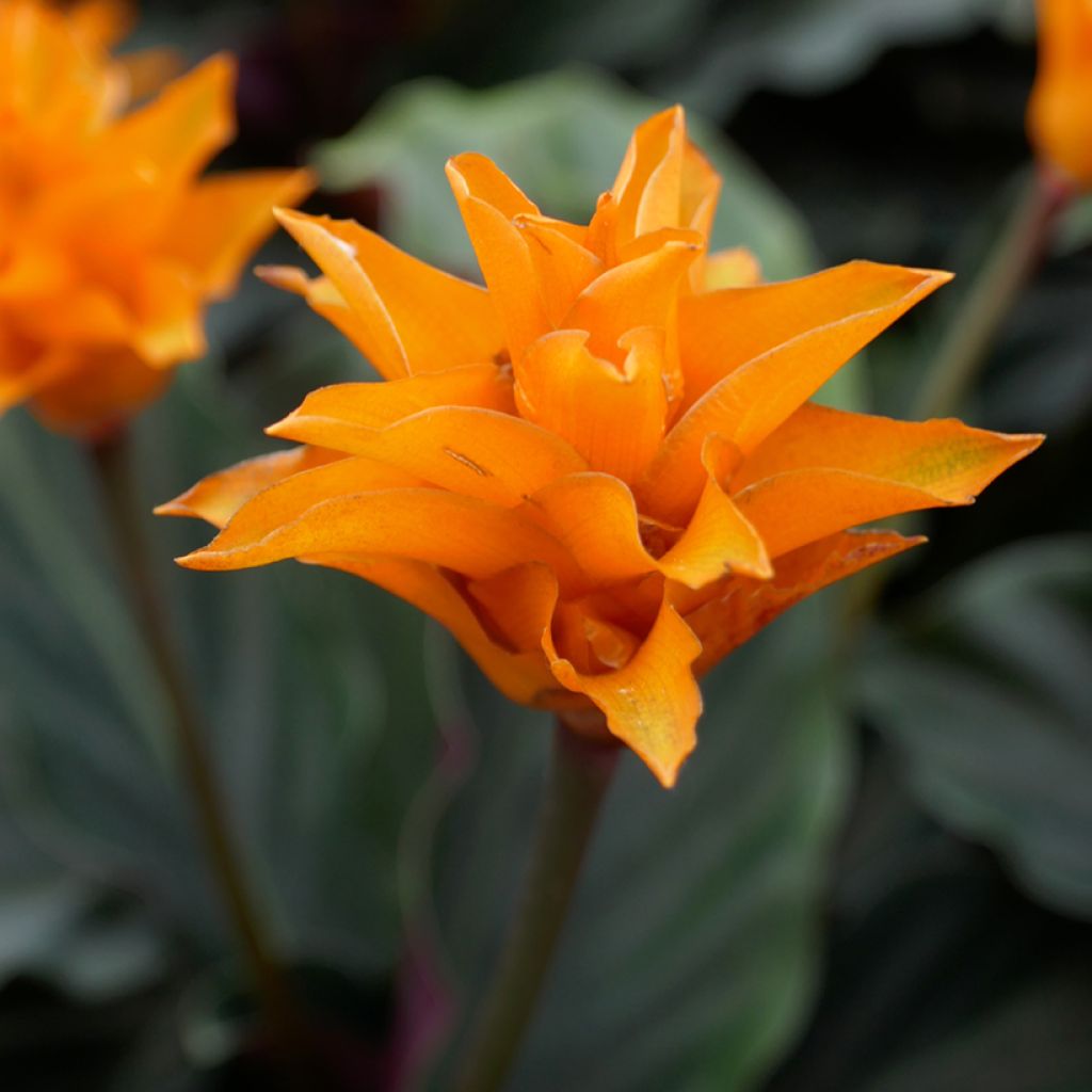 Calathea crocata - Eeuwige vlam