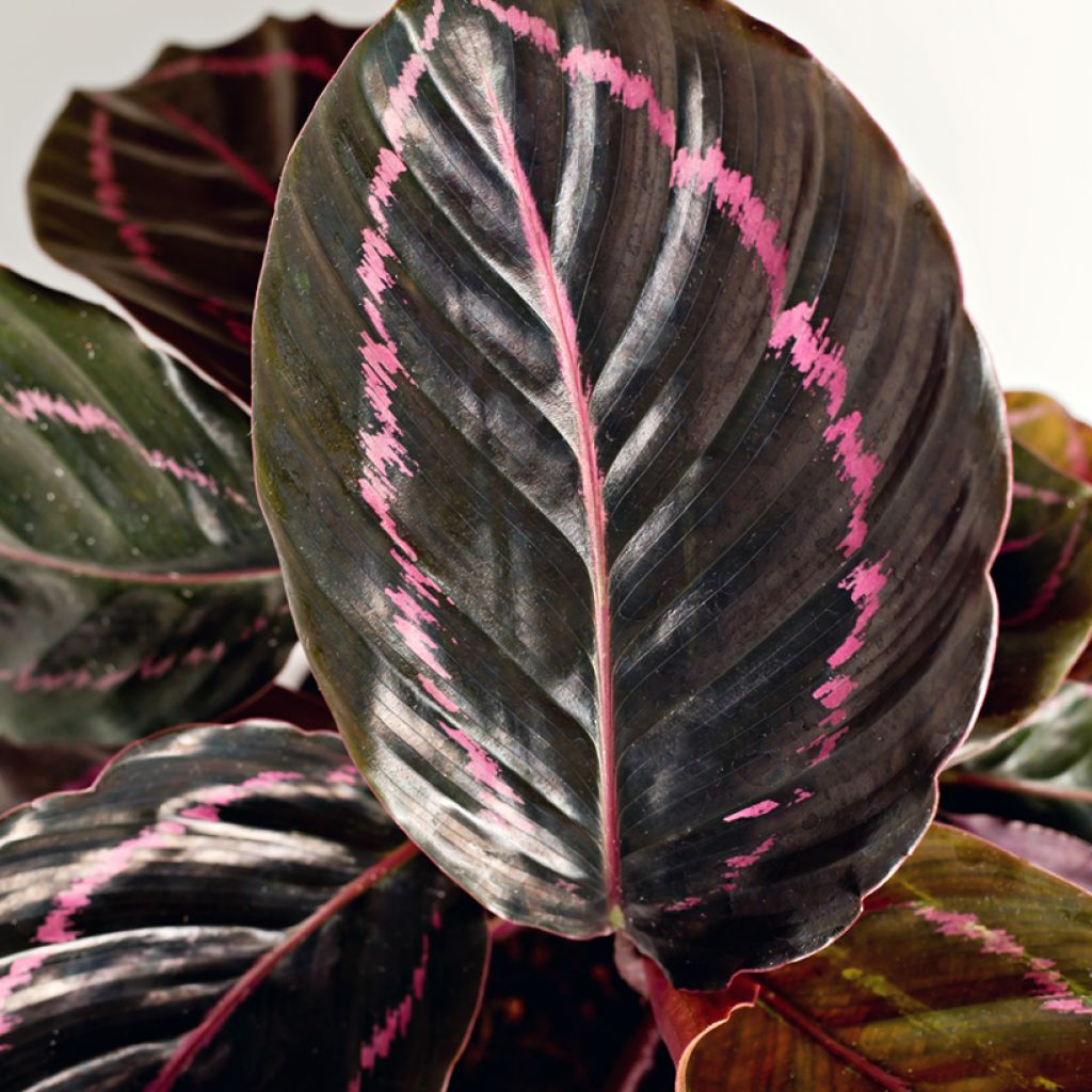 Calathea Dottie - Pauwenplant