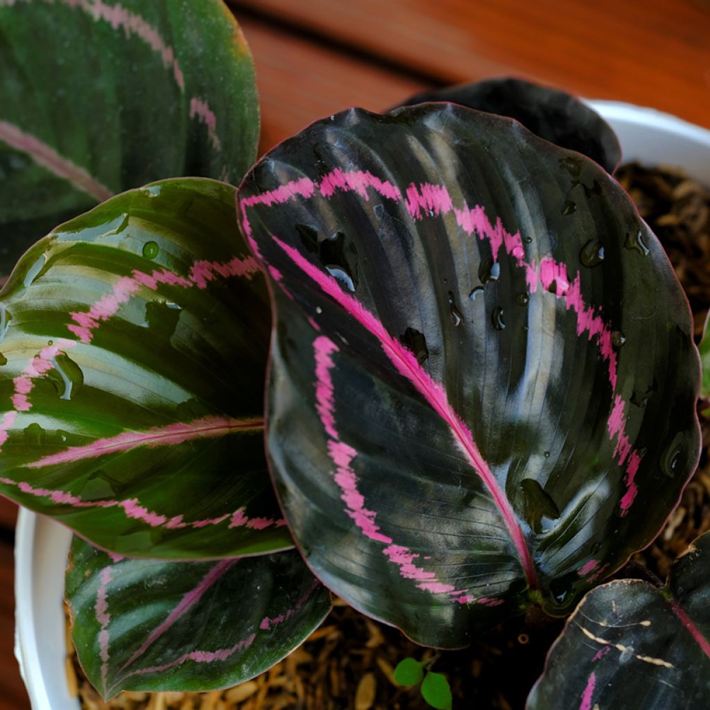 Calathea Dottie - Pauwenplant