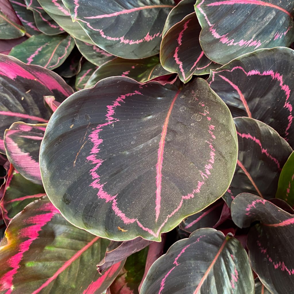 Calathea Dottie - Pauwenplant