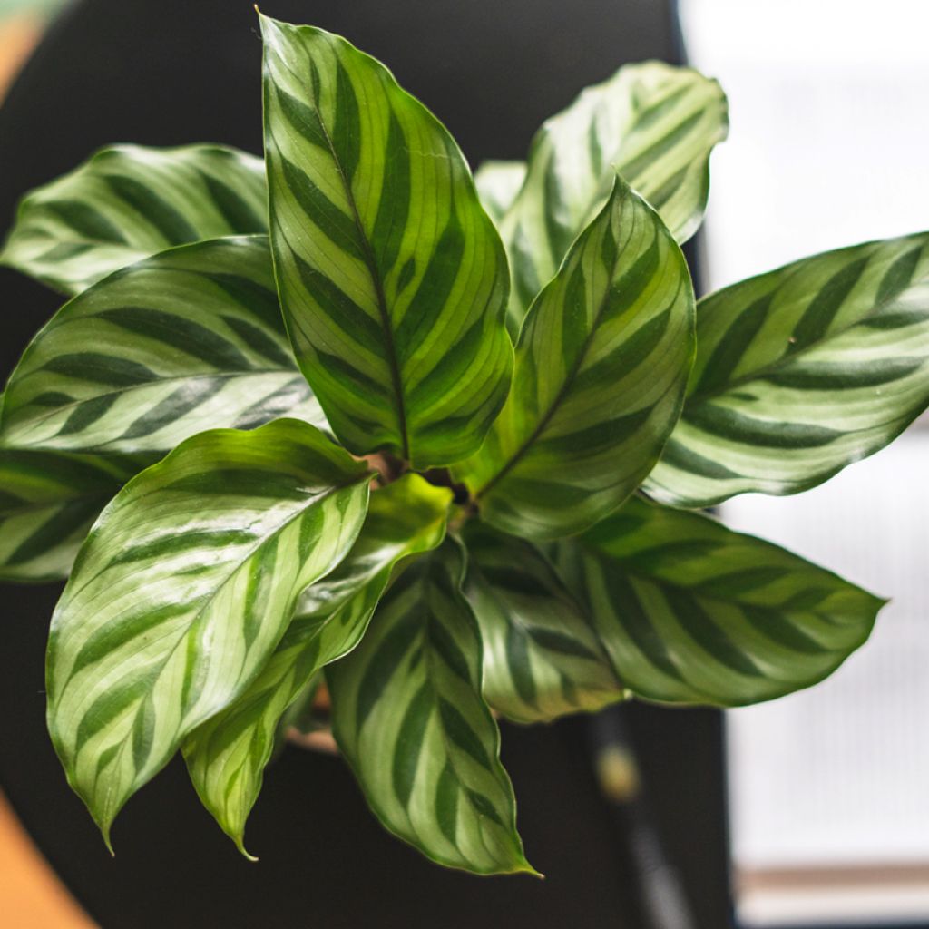 Calathea Freddie - Pauwenplant