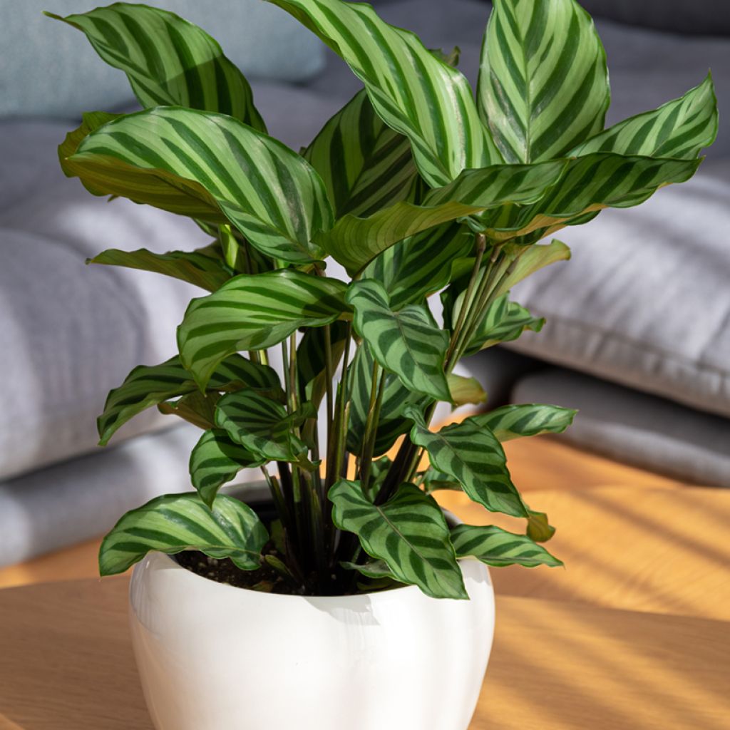 Calathea Freddie - Pauwenplant