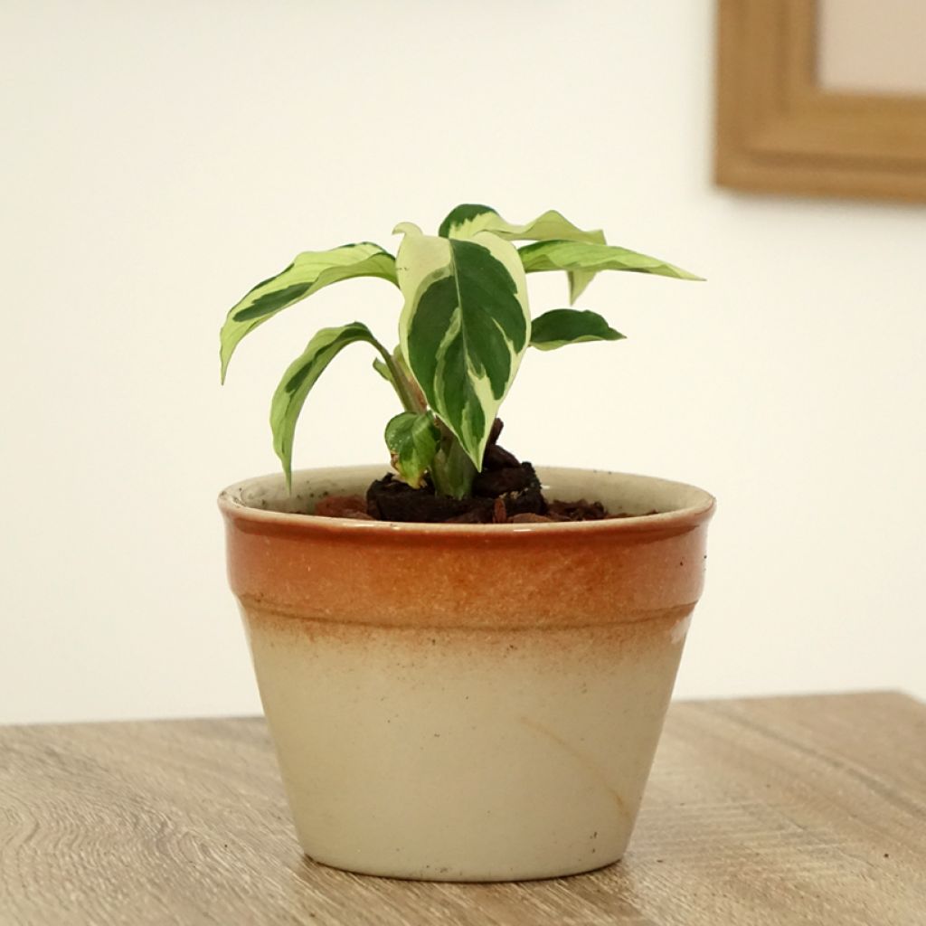 Calathea Fusion White - Pauwenplant