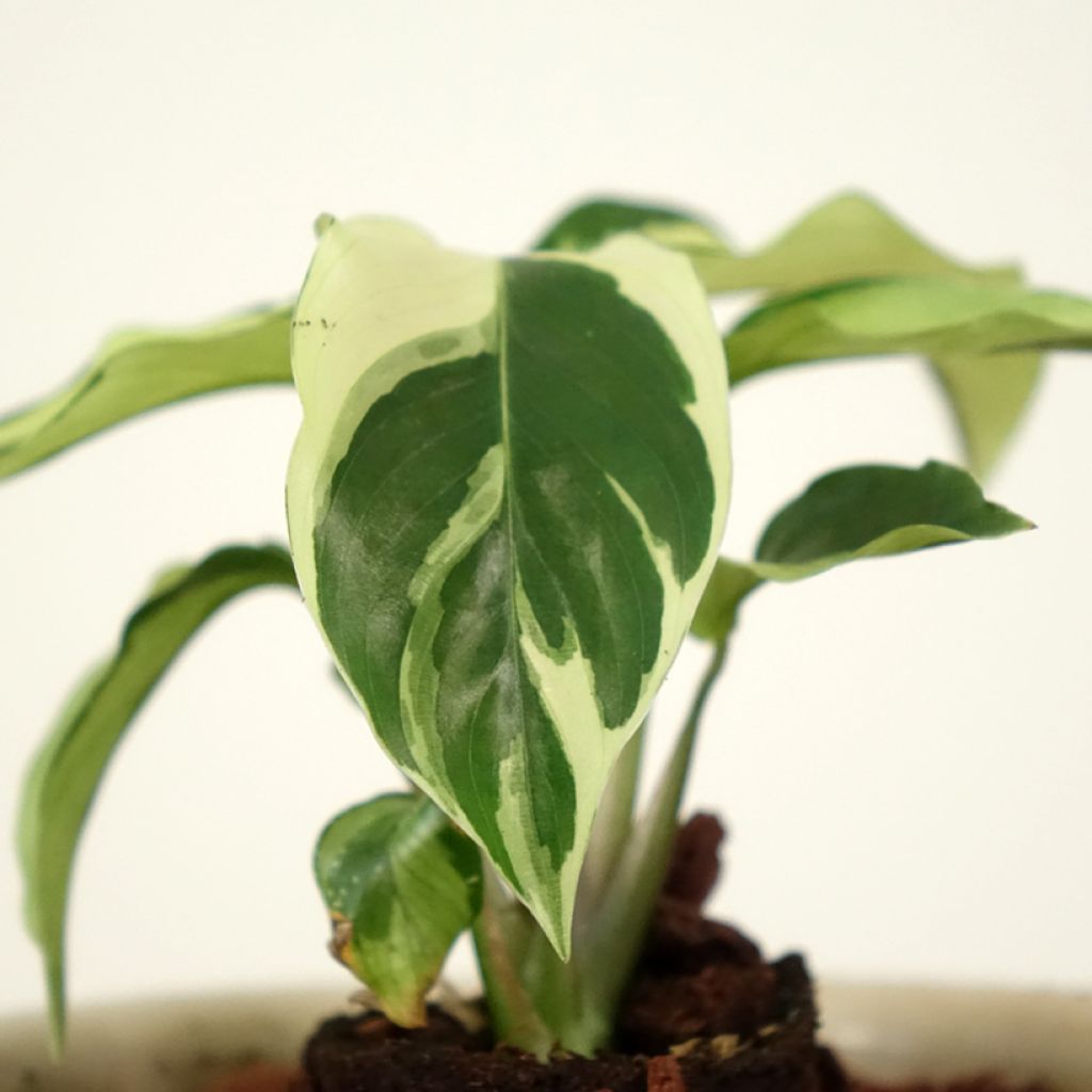 Calathea Fusion White - Pauwenplant