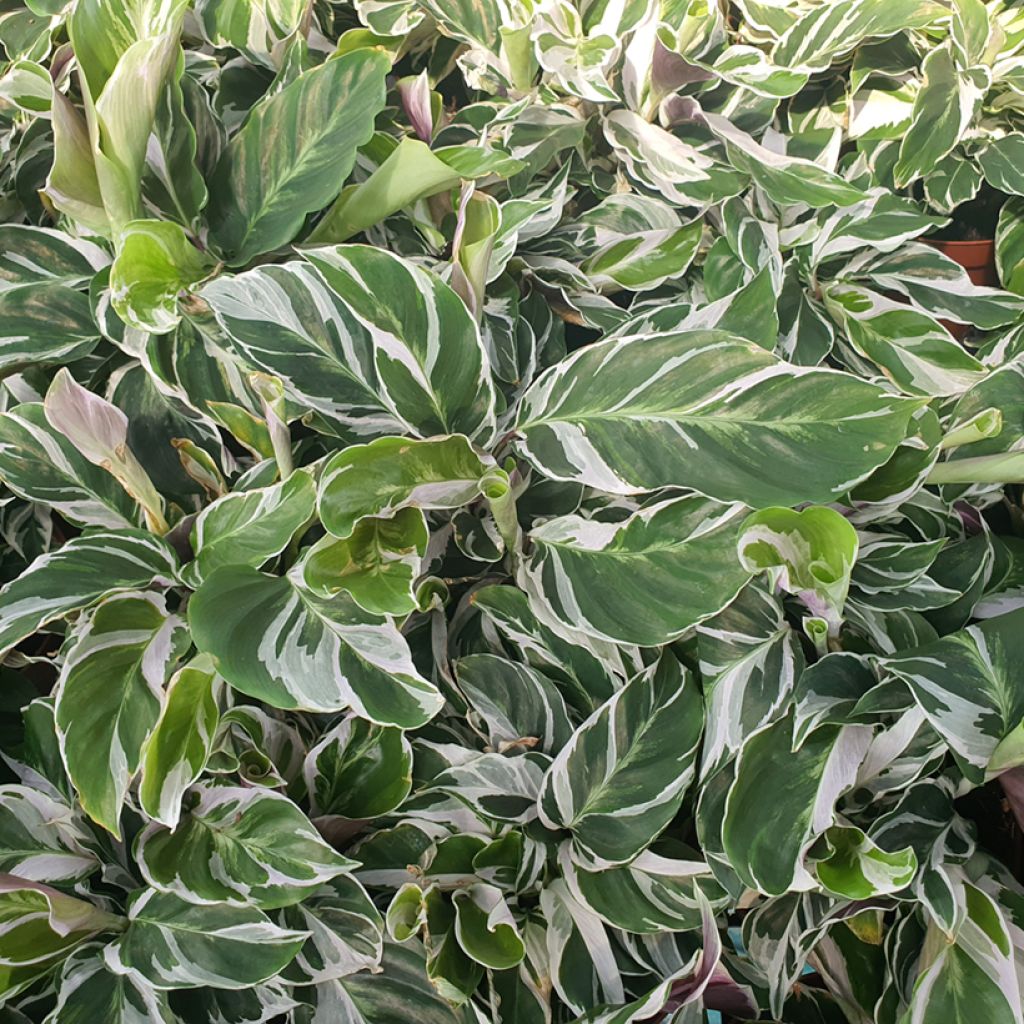 Calathea Fusion White - Pauwenplant