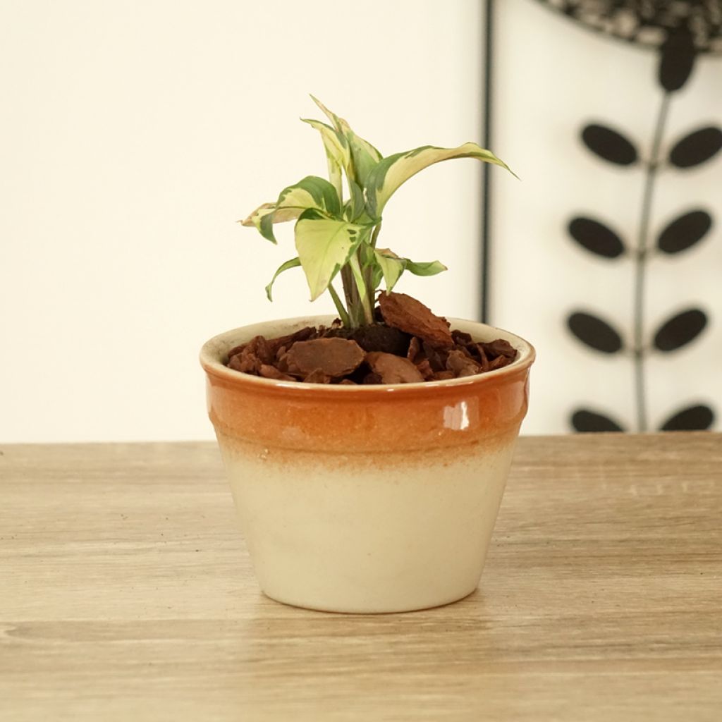 Calathea Yellow Fusion - Pauwenplant