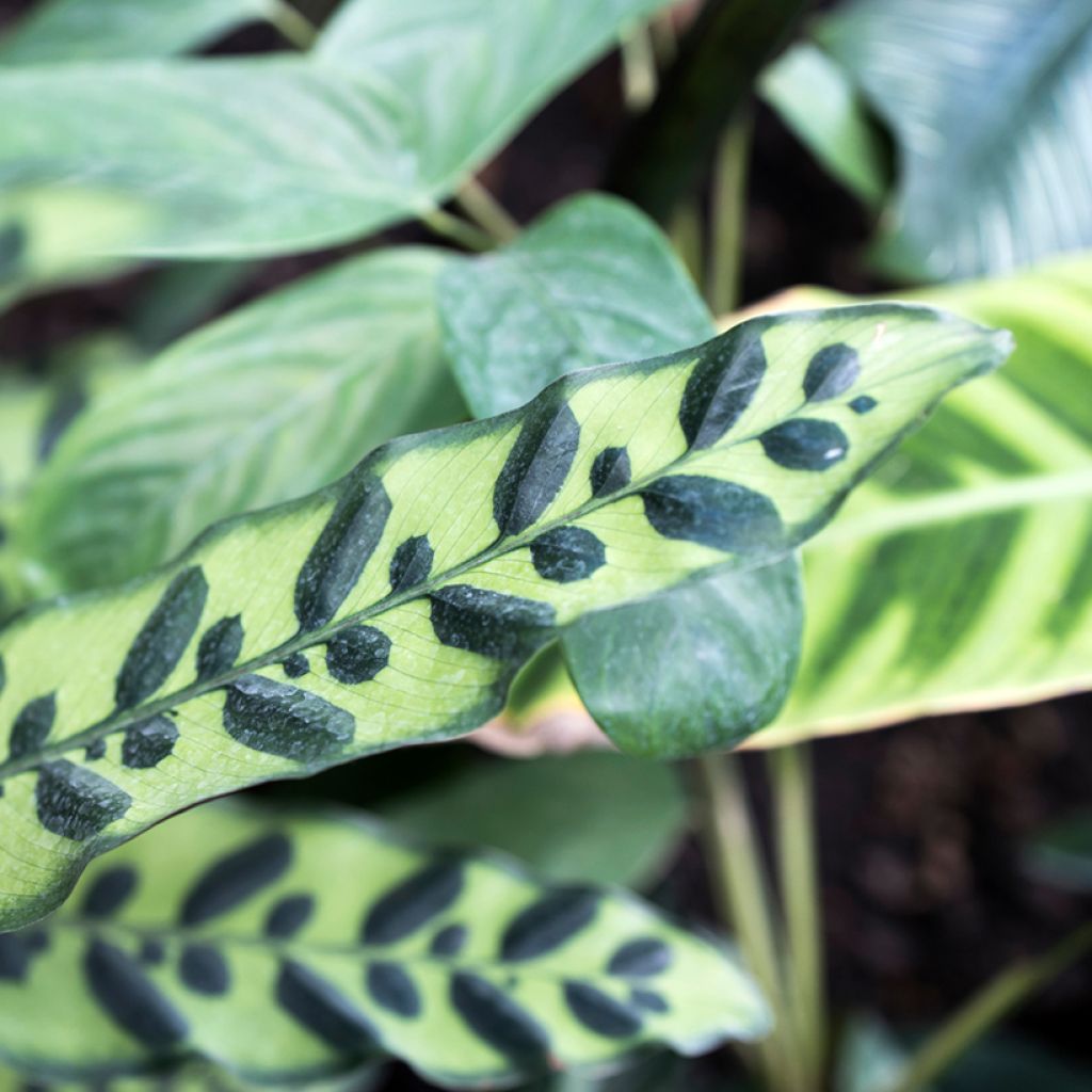 Calathea insignis - Pauwenplant