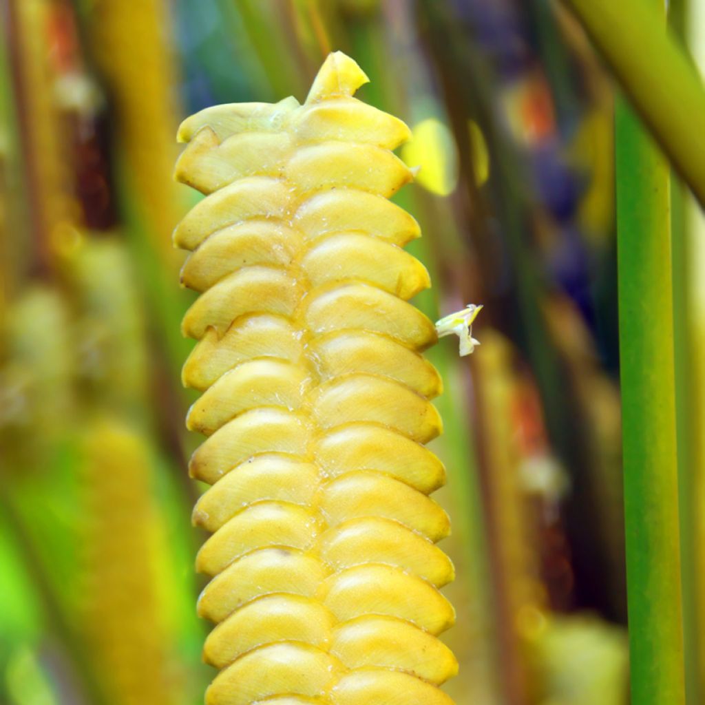 Calathea insignis - Pauwenplant