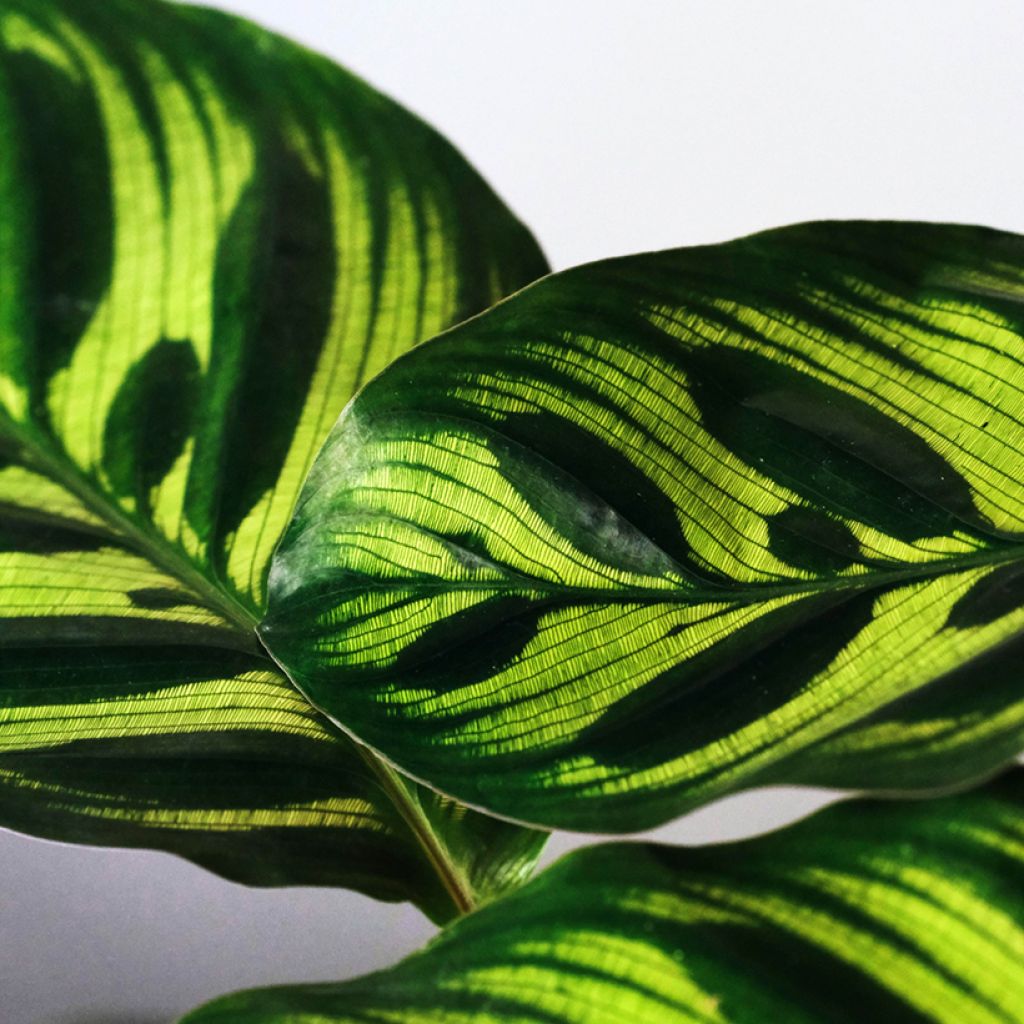 Calathea makoyana - Pauwenplant