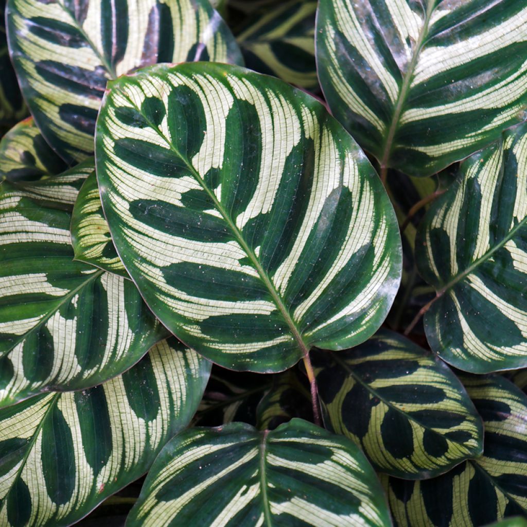 Calathea makoyana - Pauwenplant