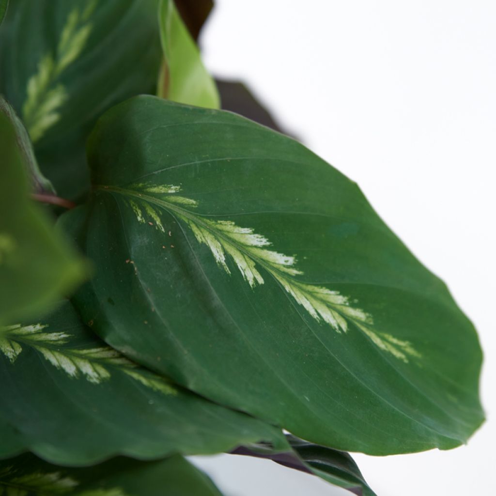 Calathea Maui Queen - Pauwenplant