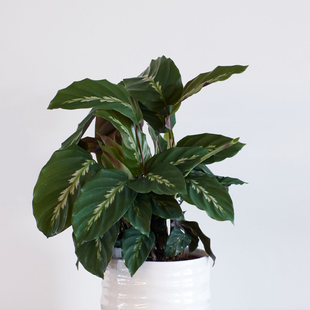 Calathea Maui Queen - Pauwenplant