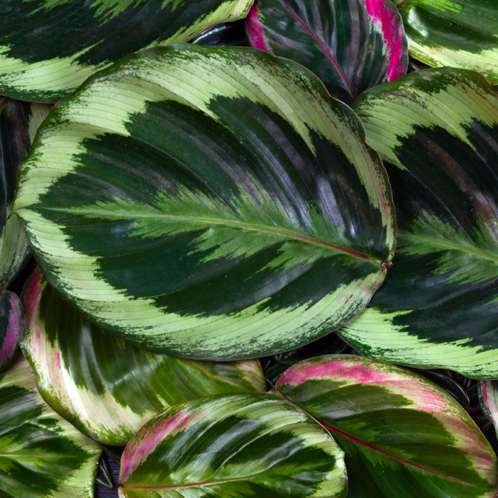 Calathea Medallion - Pauwenplant