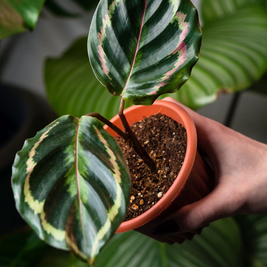 Calathea Medallion - Pauwenplant