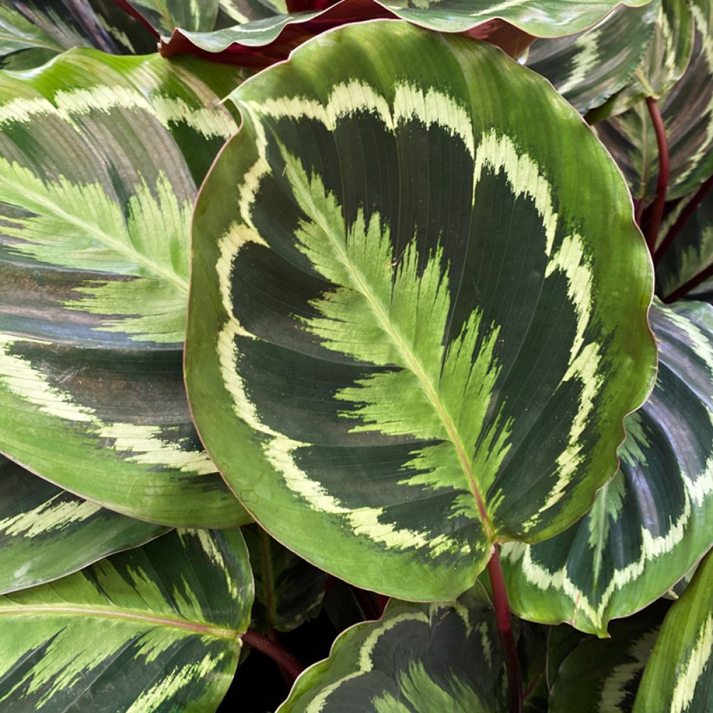 Calathea Medallion - Pauwenplant