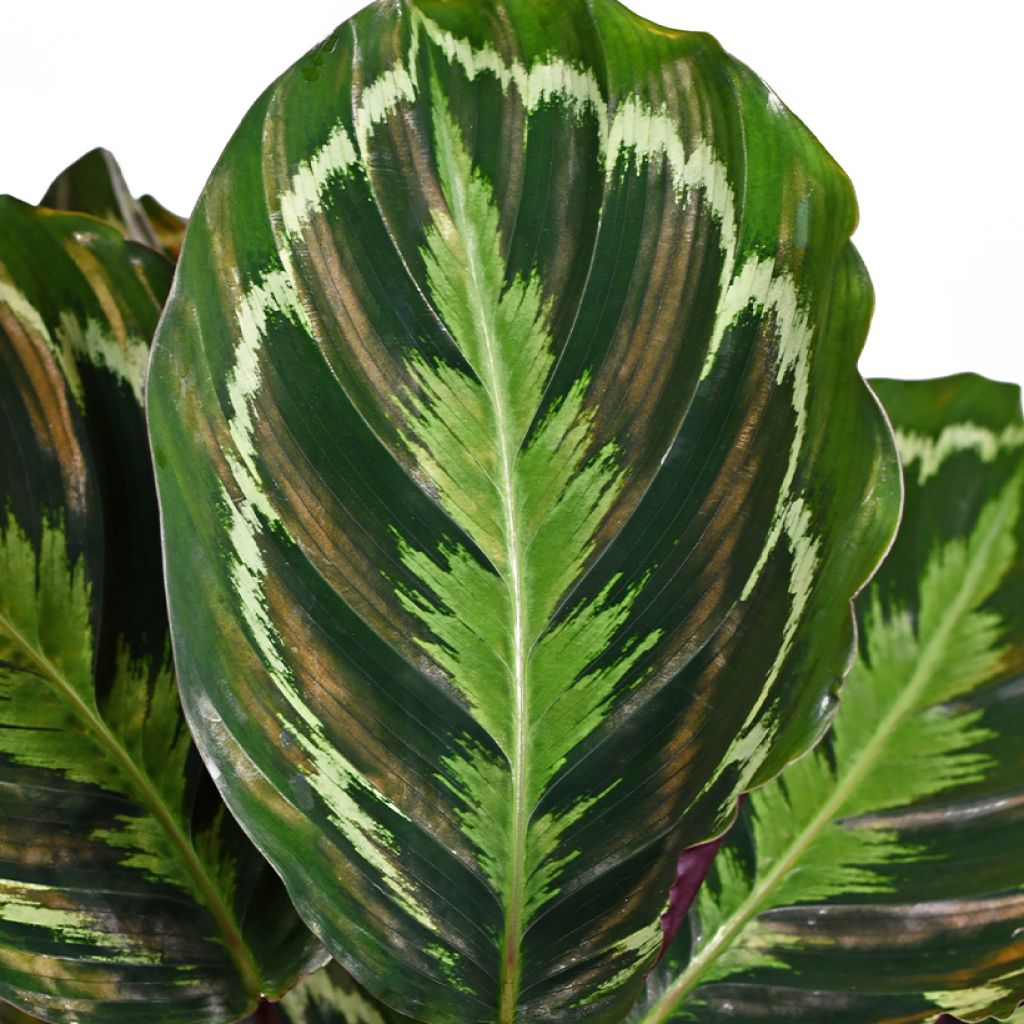 Calathea Medallion - Pauwenplant