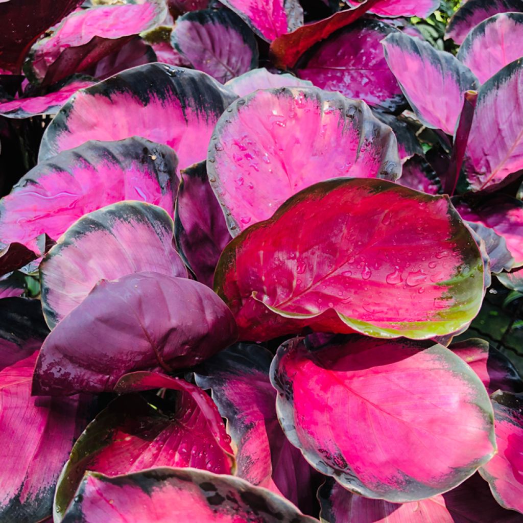 Calathea Misty Red - Pauwenplant